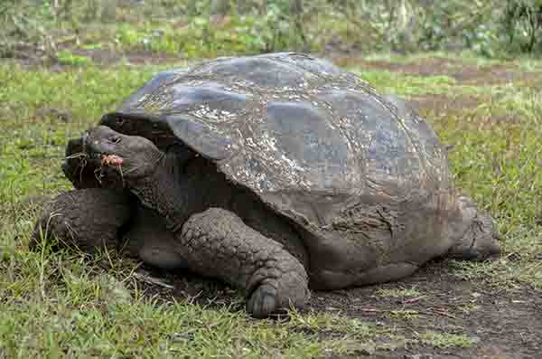 Tortuga gigante de Galápagos - isla Santa Cruz - islas Galápagos - Ecuador 9.jpg